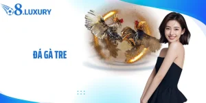 Đá gà tre tại nhà cái O8 - ảnh đại diện