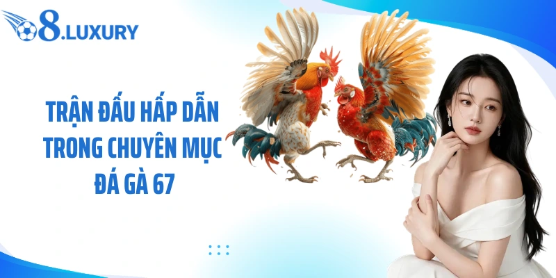 Trận đấu hấp dẫn trong chuyên mục đá gà 67