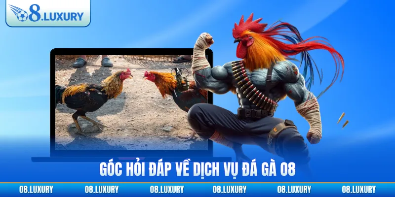 Góc hỏi đáp về dịch vụ đá gà O8